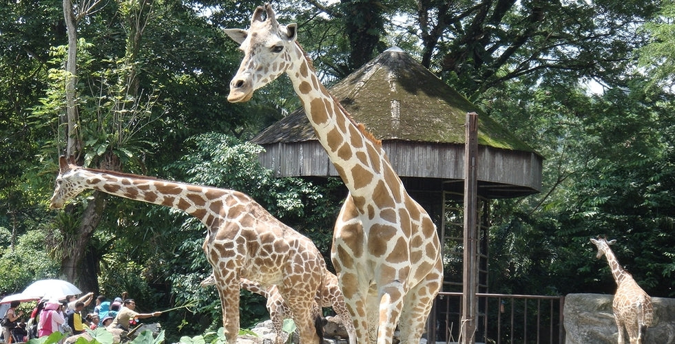 Three giraffes beside their shelter, with visitors watching from below.