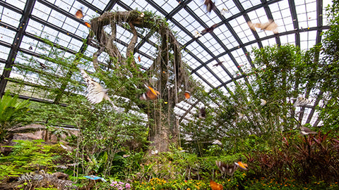 The glass-roofed Natureland garden, with butterflies among dense planting and a vast old tree.