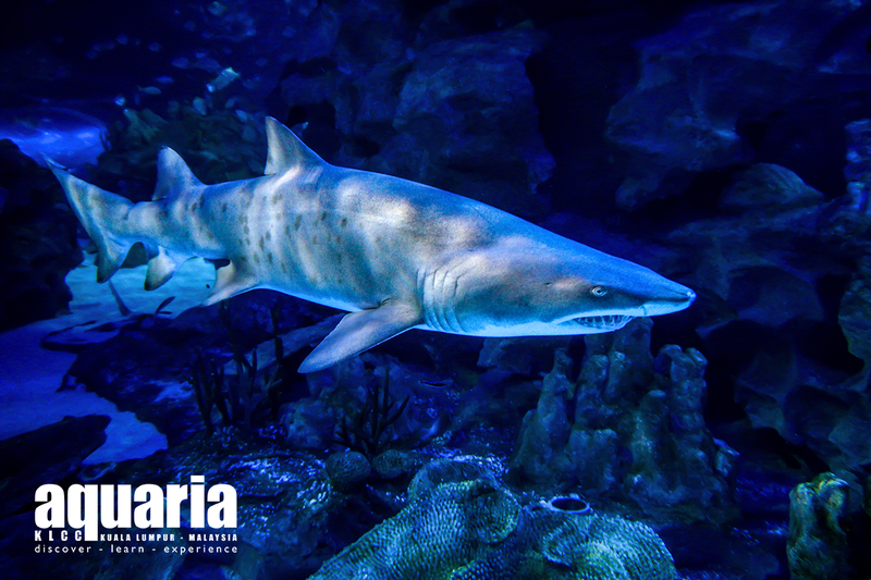 A sand tiger shark gliding through a blue-lit tank at Aquaria KLCC.