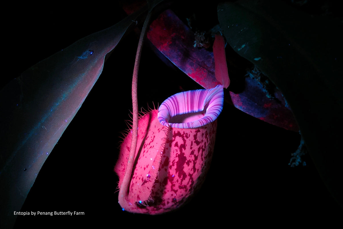A pitcher plant glowing hot pink and violet under ultraviolet light in the dark.