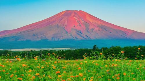 Fuji Five Lakes Day Tour from Tokyo: Lake Yamanaka, Oshino Hakkai, Lawson and Hikawa Clock Shop (English)