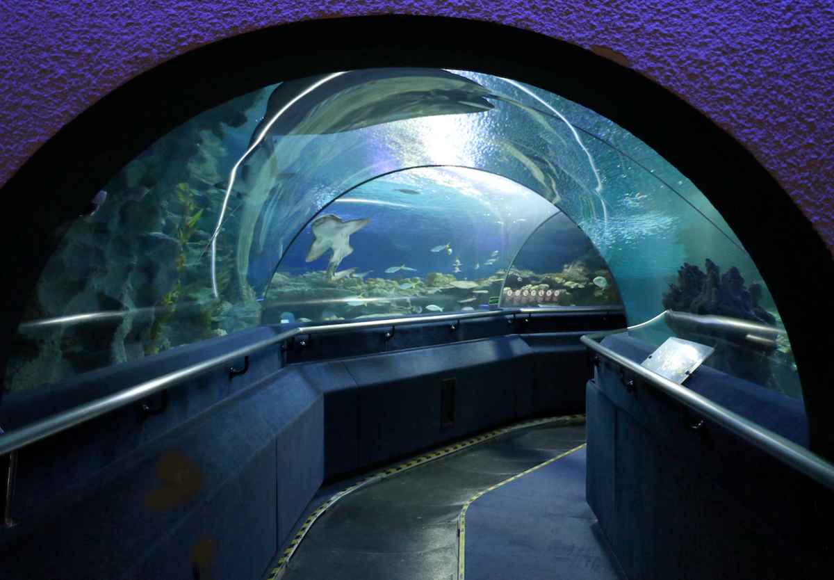 The curved acrylic underwater tunnel, with fish visible through the roof above the walkway.