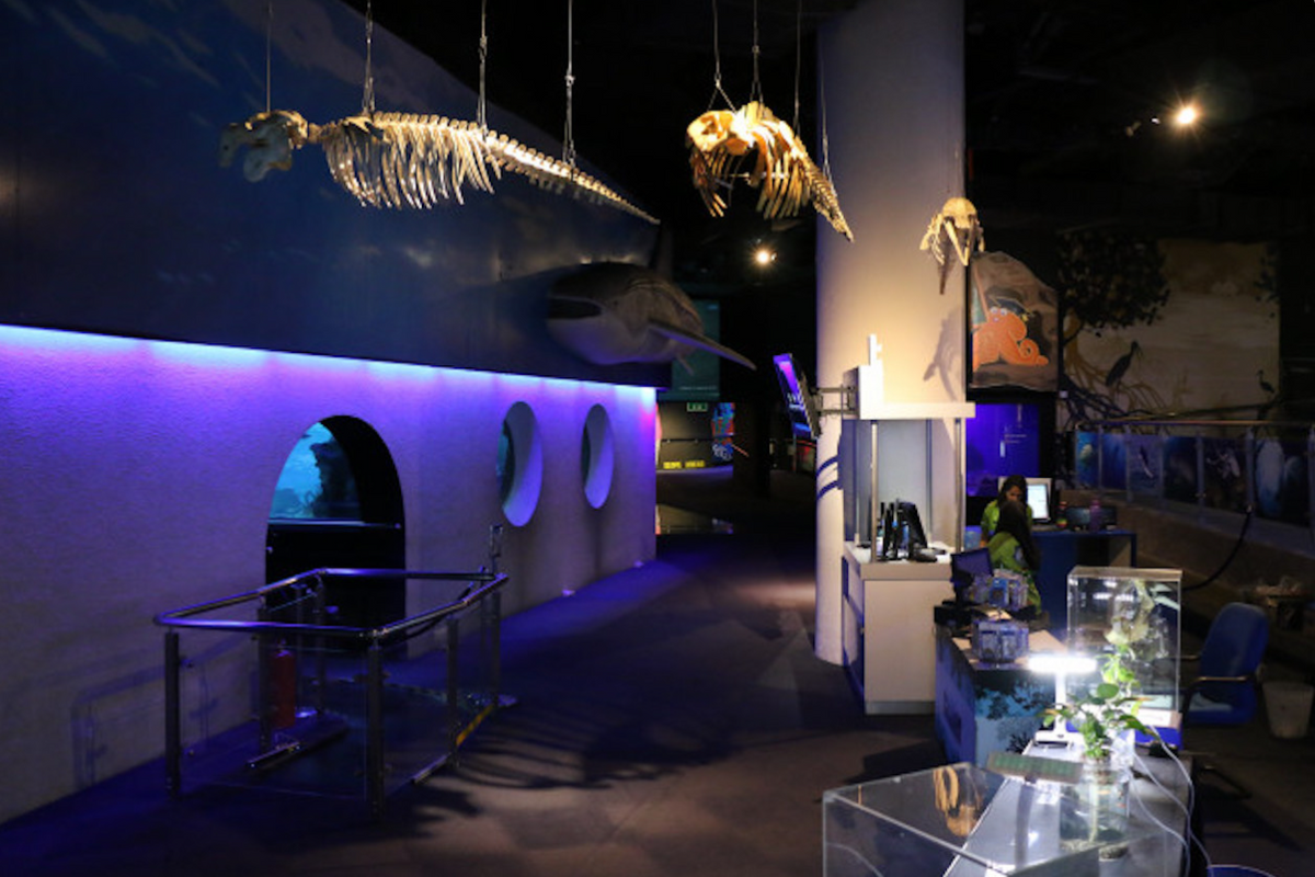 A darkened gallery with whale and turtle skeletons suspended overhead above lit display cases.
