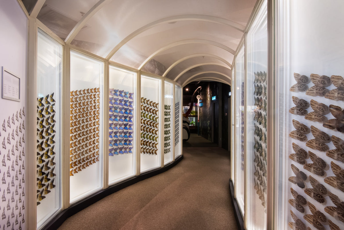 A curved white gallery corridor lined with cases of mounted butterfly specimens.