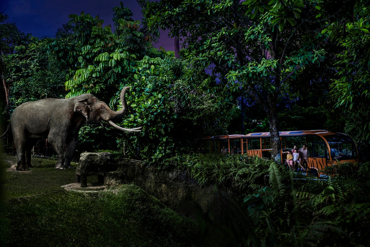 Night Safari