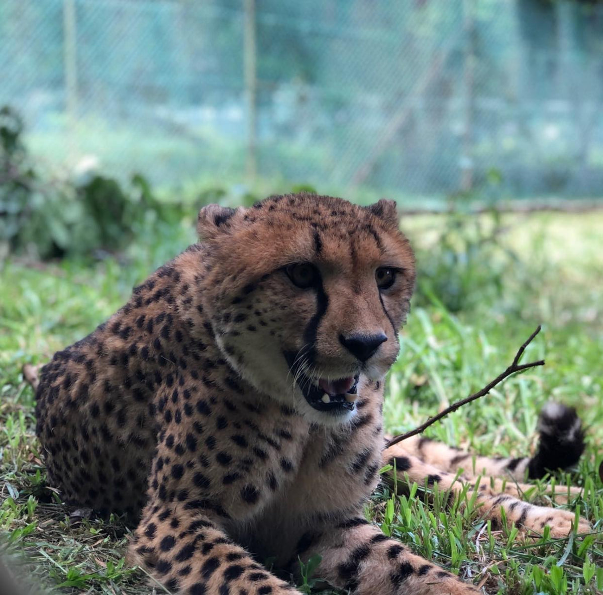A cheetah lying on the grass in the Safari Wonderland enclosure.
