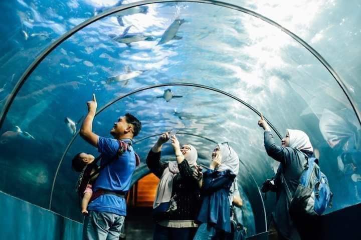 Visitors looking up through the curved acrylic tunnel as fish swim overhead.