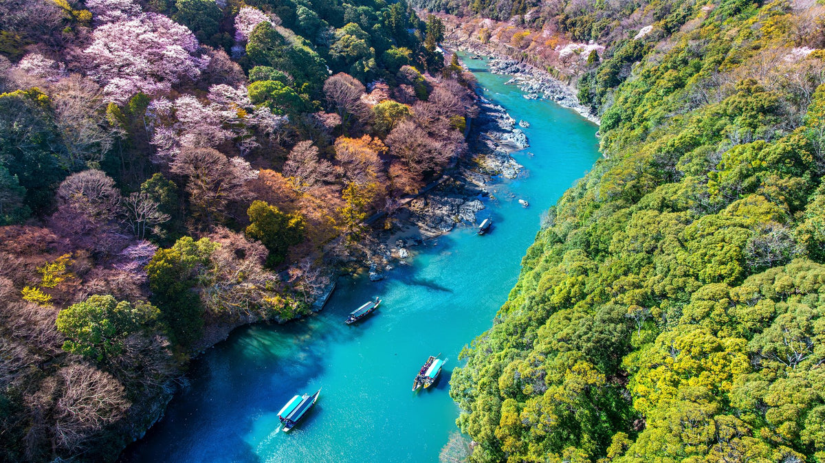 The turquoise Hozugawa river winding through hillsides of cherry blossom near Arashiyama, with sightseeing boats below.
