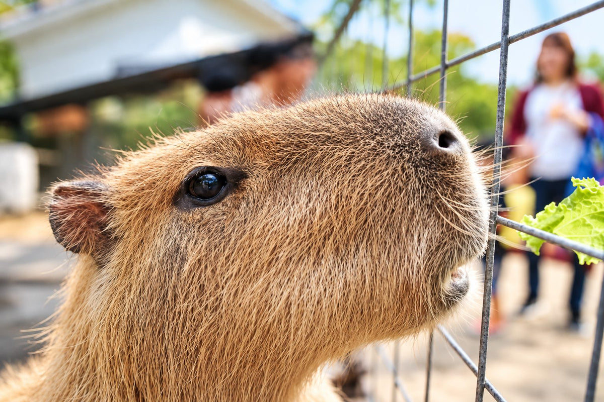 A capybara pressing its nose to the wire fence at Neo Park Okinawa while a visitor holds out a lettuce leaf.