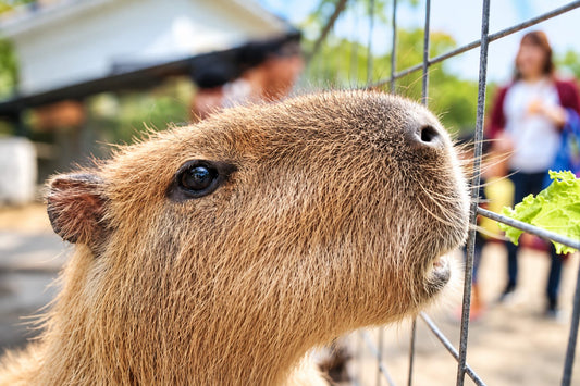 A capybara pressing its nose to the wire fence at Neo Park Okinawa while a visitor holds out a lettuce leaf.