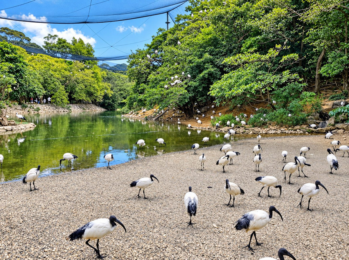 Sacred ibis wading and feeding on the gravel shore of the pond inside the park's netted walk-through aviary.